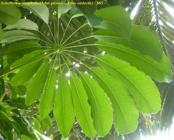 شفلرا آکتینوفیلا